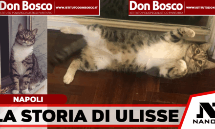 Ciao mi chiamo Arianna e sto facendo tutto quello che posso per aiutare il mio gatto Ulisse e questa è la nostra storia….