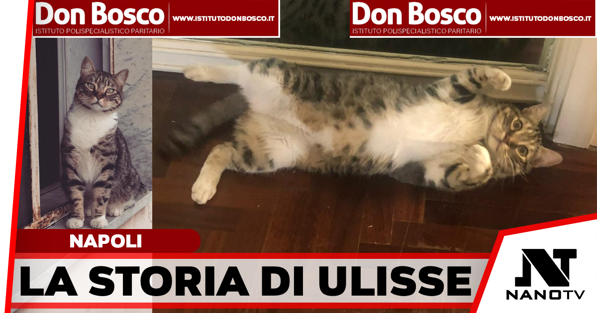 Ciao mi chiamo Arianna e sto facendo tutto quello che posso per aiutare il mio gatto Ulisse e questa è la nostra storia….
