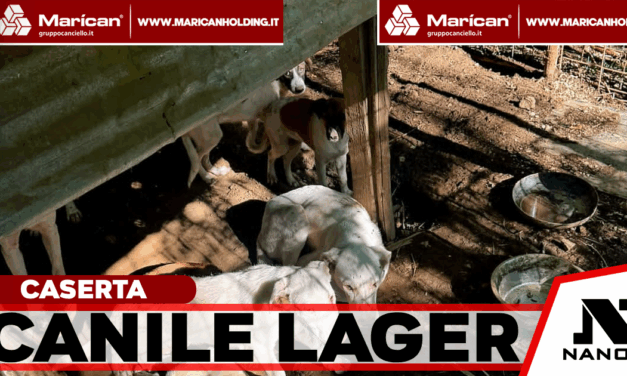 Caserta, canile lager tra i rifiuti: salvati 16 cani e denunciato un 45enne