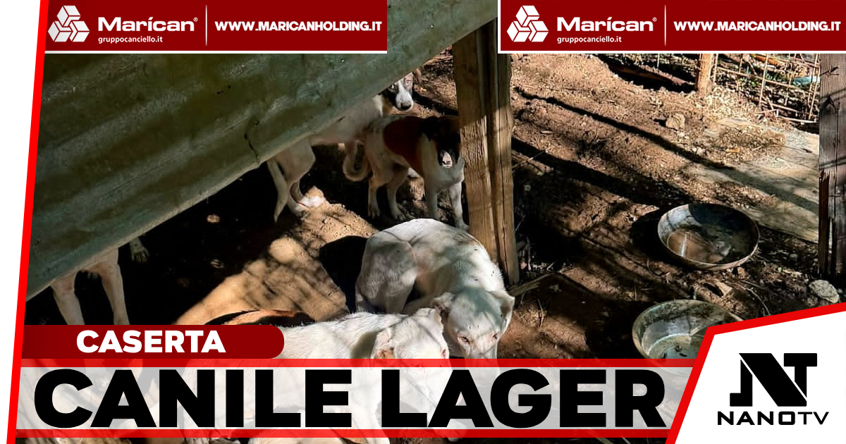 Caserta, canile lager tra i rifiuti: salvati 16 cani e denunciato un 45enne