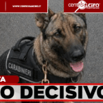 Caserta, Thelma scova l’eroina: due arresti e 12.400 dosi sequestrate