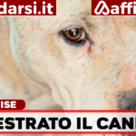 Pitbull mutilato, denunciato il proprietario a Marcianise: sequestrato il cane