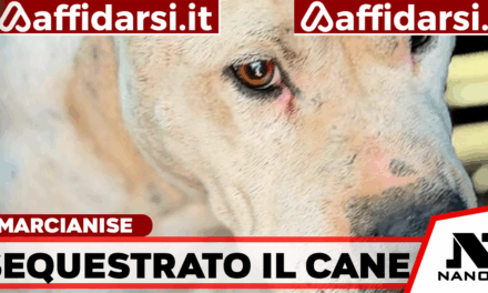 Pitbull mutilato, denunciato il proprietario a Marcianise: sequestrato il cane