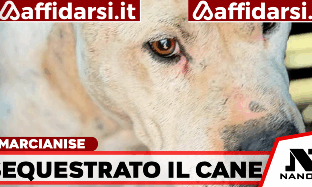 Pitbull mutilato, denunciato il proprietario a Marcianise: sequestrato il cane