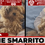 Afragola, smarrito il piccolo Thor in zona San Michele: l’appello per ritrovarlo