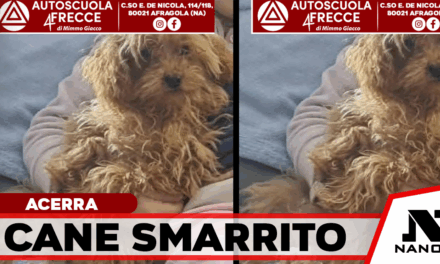 Afragola, smarrito il piccolo Thor in zona San Michele: l’appello per ritrovarlo