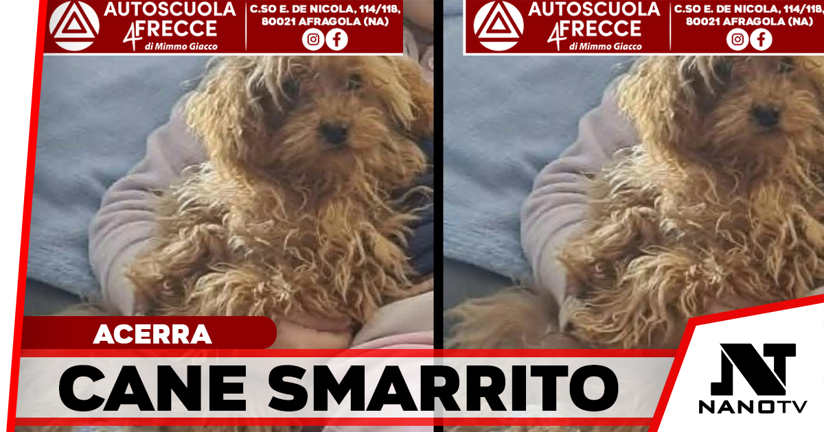 Afragola, smarrito il piccolo Thor in zona San Michele: l’appello per ritrovarlo
