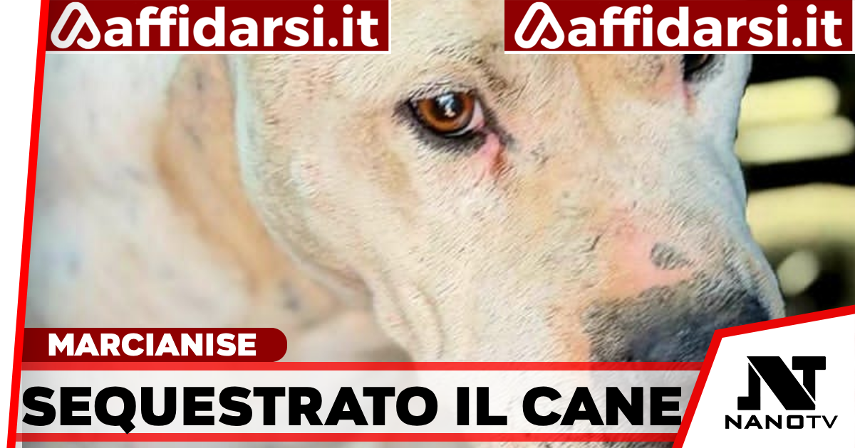 Pitbull mutilato, denunciato il proprietario a Marcianise: sequestrato il cane