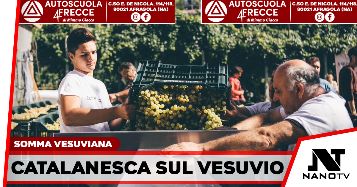 Somma Vesuviana, alle Cantine Olivella torna la Festa della Vendemmia dedicata alla Catalanesca