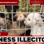 Traffico illecito di cuccioli malati dall’Est Europa: cinque arresti e negozi sequestrati nel capoluogo campano