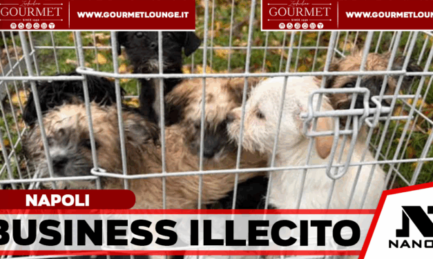 Traffico illecito di cuccioli malati dall’Est Europa: cinque arresti e negozi sequestrati nel capoluogo campano
