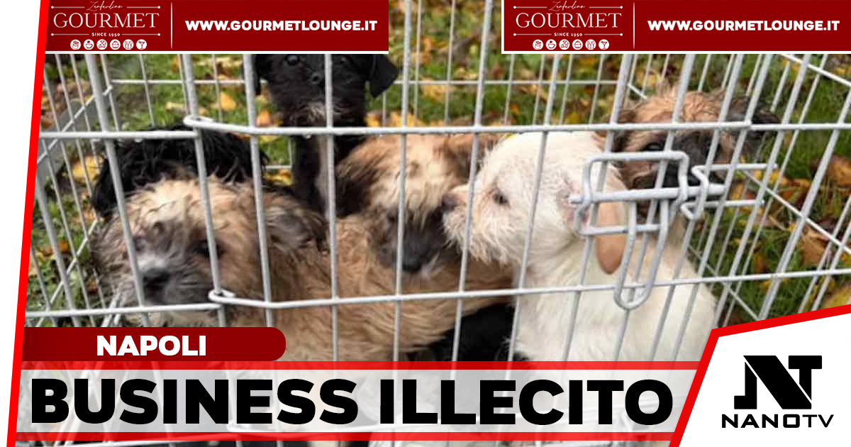 Traffico illecito di cuccioli malati dall’Est Europa: cinque arresti e negozi sequestrati nel capoluogo campano